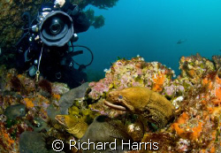 Eel Study. Two morays pose for my buddy at the Poor Knigh... by Richard Harris 